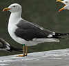 juvenile LBBG in October, ringed in Norway. (131273 bytes)